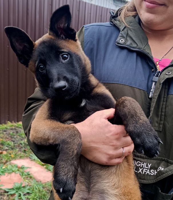 Цуценята малінуа КСУ