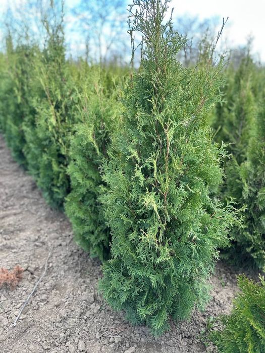 Туя смарагд насадження