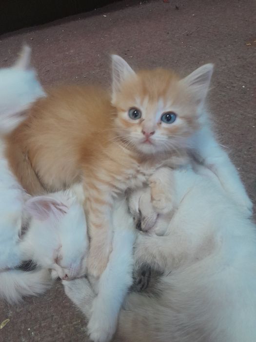 Котята бесплатно