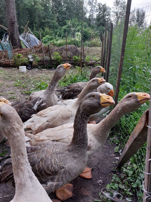 Продам гусей комогорів