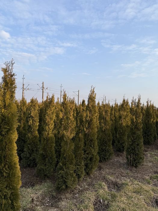 Thuja szmaragd zielona 200 cm