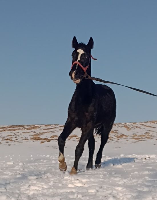 Ogierek śląski kary
