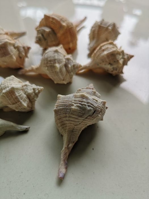 zestaw muszli morskich