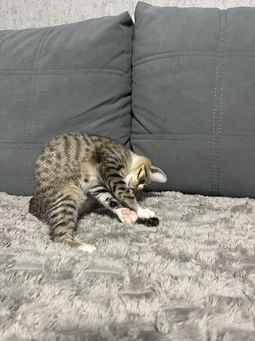 Віддамо кошеня в добрі руки.