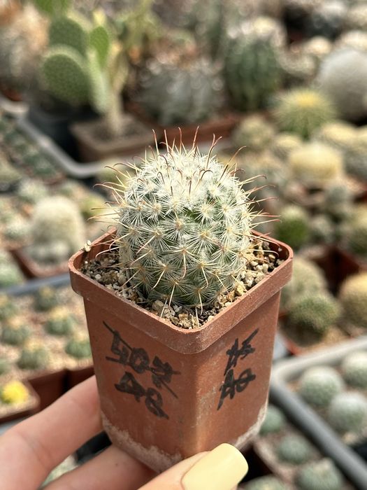 Кактус Мамілярія Mammillaria bombicina