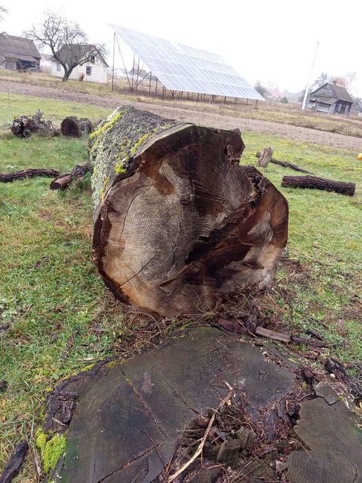 Продам дуба, комлеву частину, ціна вказана за цілий кусок, не за куб