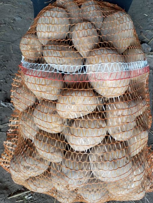 Ziemniaki jadalne
