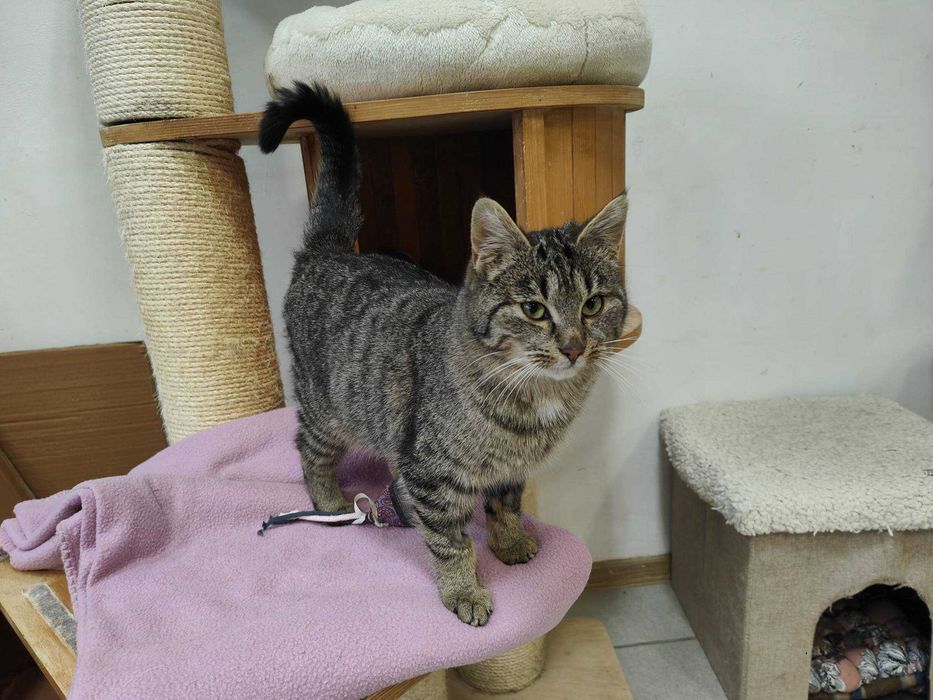 Szpinaczek uroczy kocurek