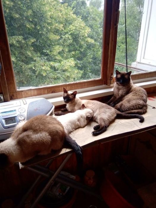 Продам сіамських котенят