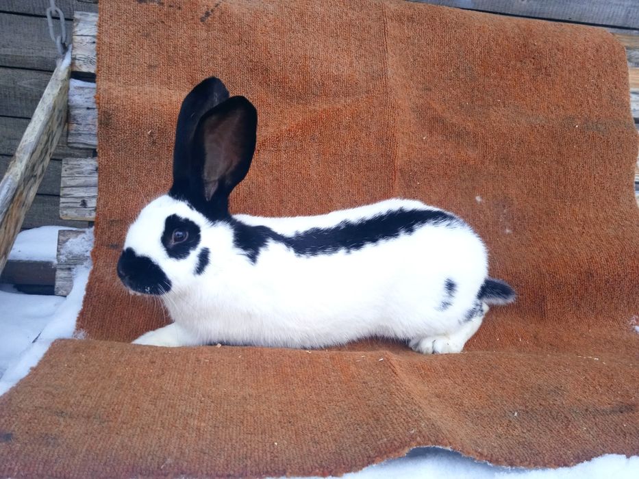 Кролі кроликів кролеків