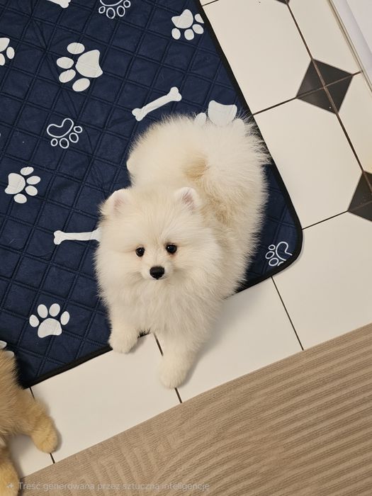 Piesek 3mc  pomeranian gotowy do odbioru