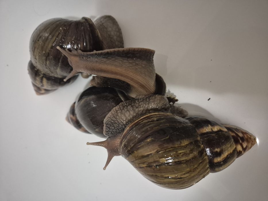 Равлики Ахатина 3 шт великі