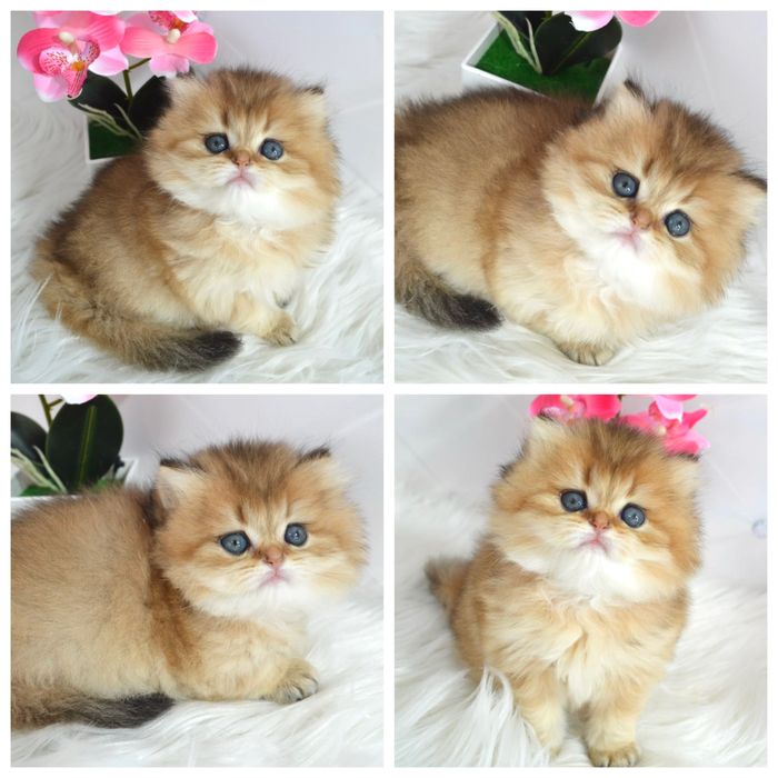 Британська золота шиншила кошенята