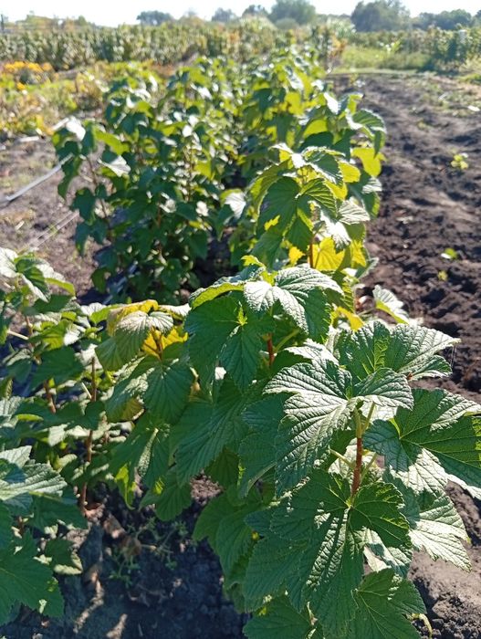 Саджанці смородини оріана