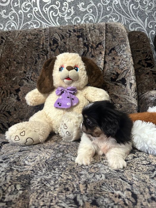 Пекінес дівчинка трьохкольорова красуня