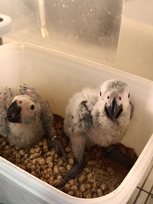 Papagaios cinzentos bebes