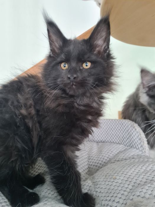 Czarno czekoladowy kocurek