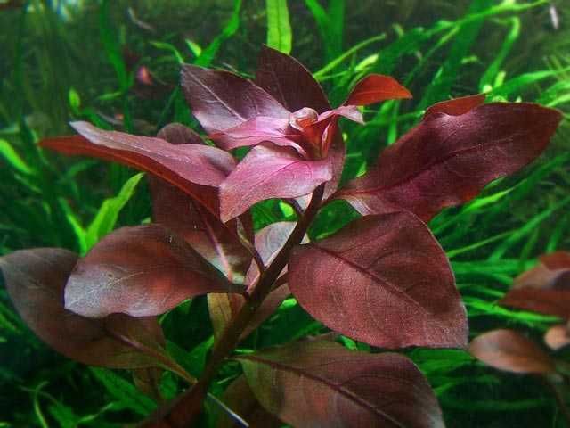 Ludwigia rapens roślina akwariowa