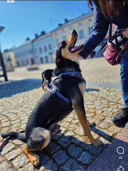 Psi nastolatek, spokojny Ingo czeka na najlepszy dom