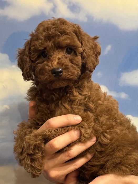 Piesek pudel miniaturka red brown nauczony czystości wspaniały charakt