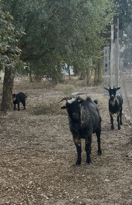 Cabra Anã + Cabrito