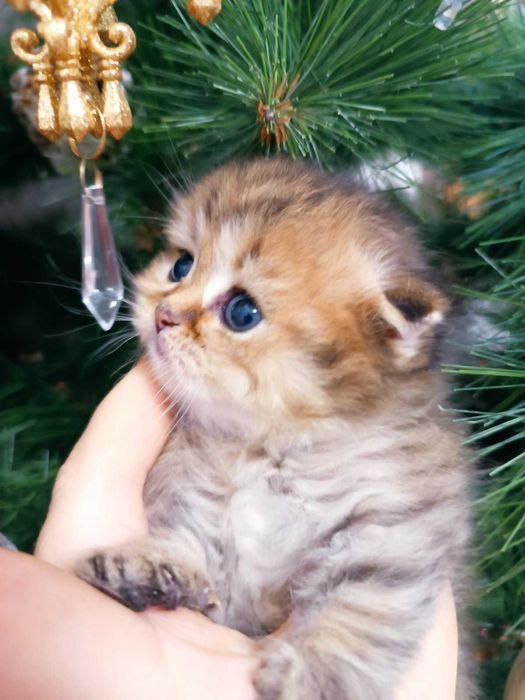 Киця золота шиншила. Дуже рідкий окрас.