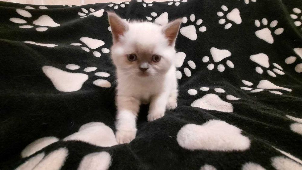 Очаровательны шотландские котята