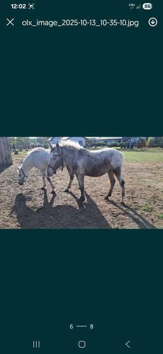 Witam sprzedam klacz