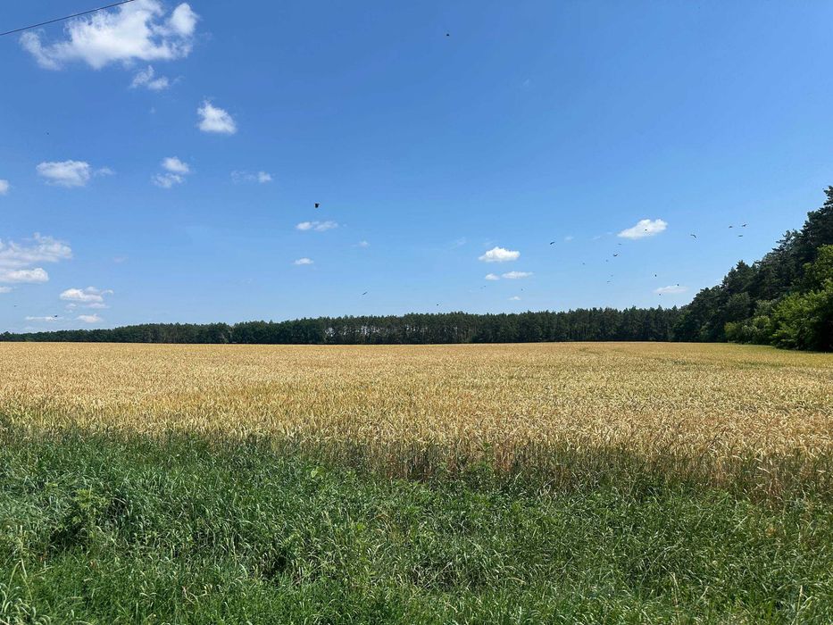 Продаж 335 соток біля лісу