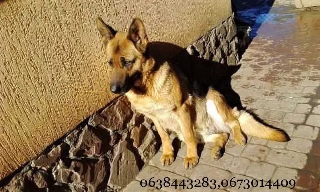 Німецька вівчарка - породні, крупні цуценята!