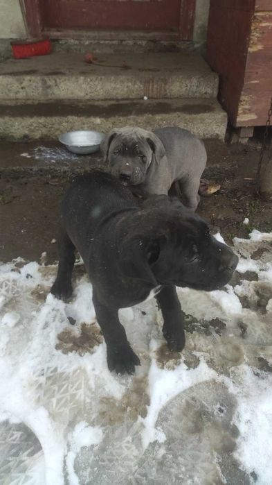 Цуценята кане-корсо