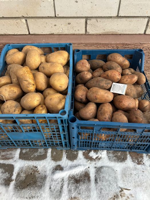 Продам картоплю сорту Славянка, Арізона