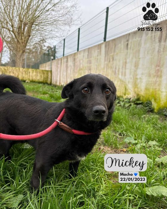 Cao para adoçao (Mickey)