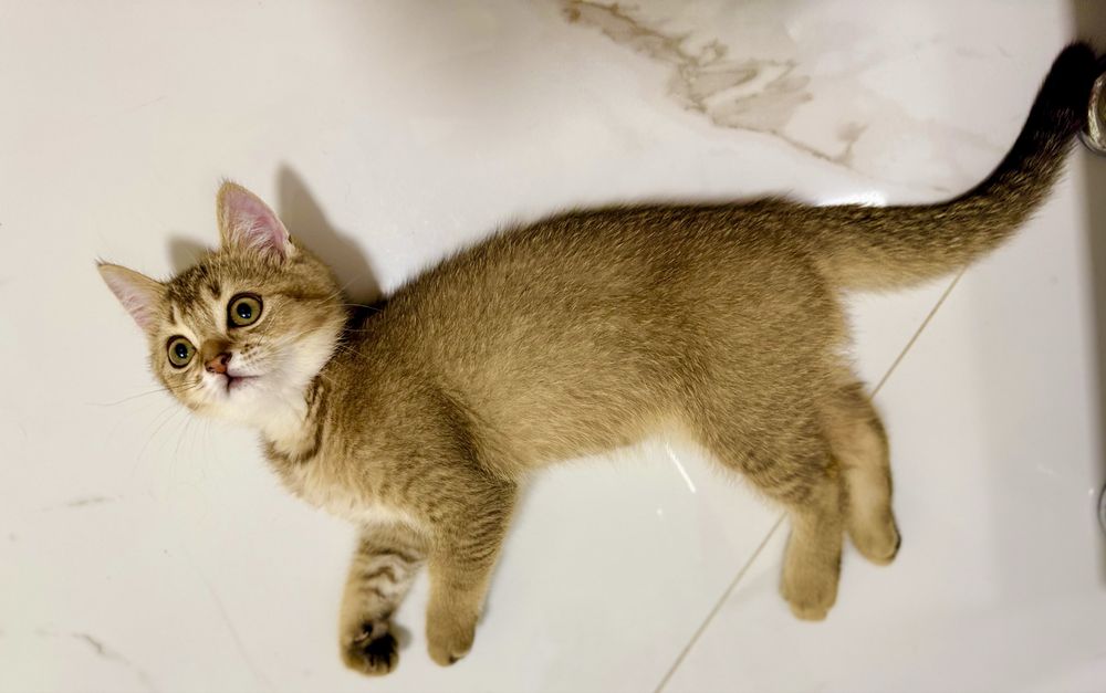 Шотландське кошеня золота шиншила .