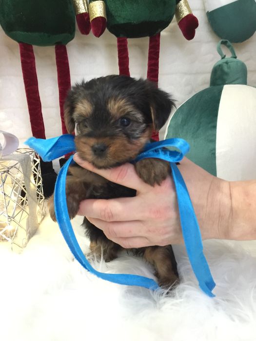 VIP Йорки — Ніжна шерсть, велике серце