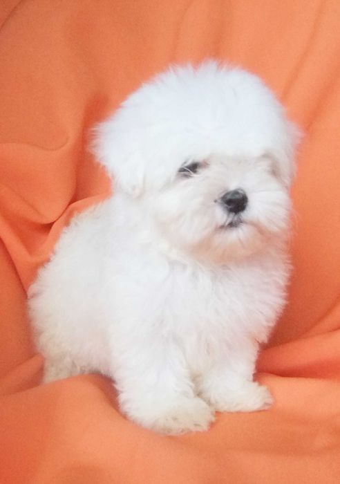 cachorro bichon maltês com qualidade