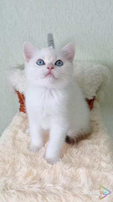 Как девочка. Шотландский прямоухий котик поинт с голубыми глазами