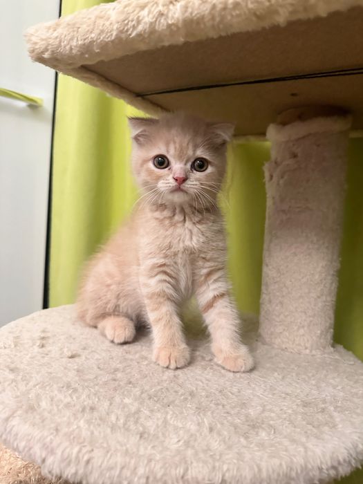Skottish fold gatinho