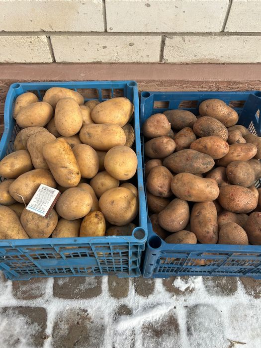 Продам картоплю сорту Славянка, Арізона