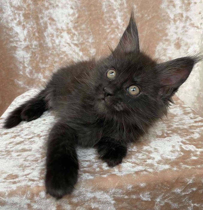 Черные Мейн куны мальчики Бартур и Бартез