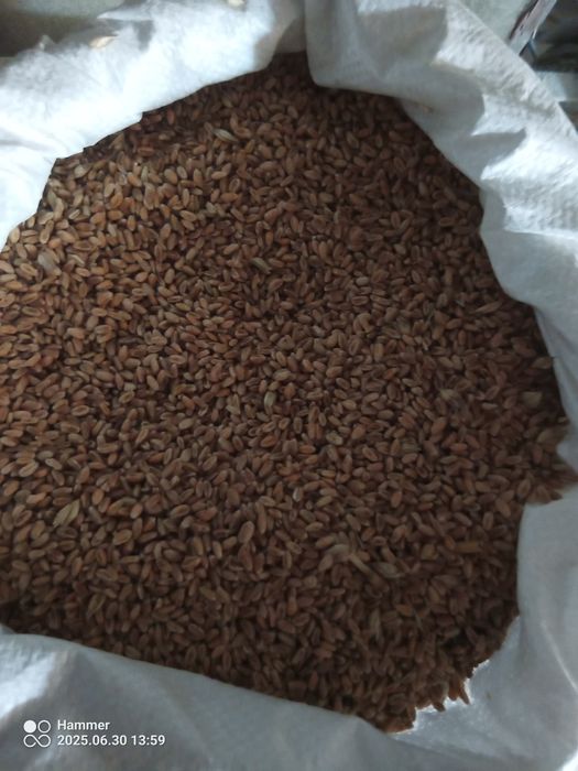 Pszenica owies groch owies bez łuskowy ziemniaki kukurydza