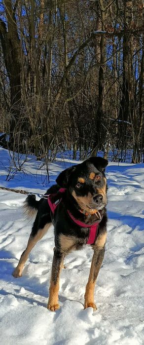 Młoda łagodna przyjazna suczka szuka domu