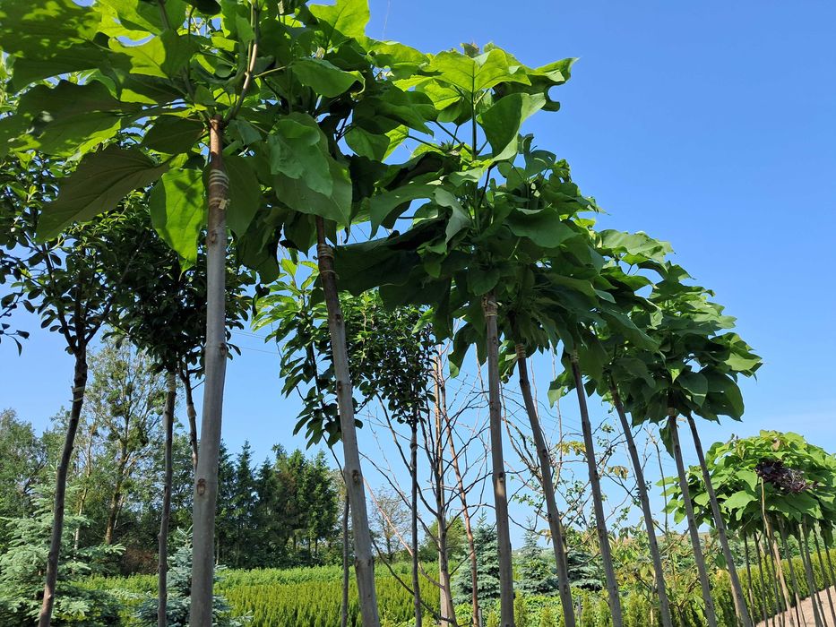 Katalpa, azalie, klony, róża na pniu