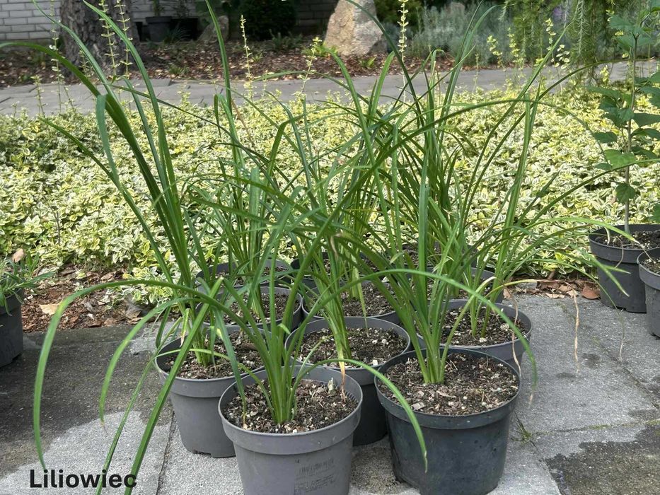 Liliowce rdzawe - ukorzenione sadzonki, w doniczkach