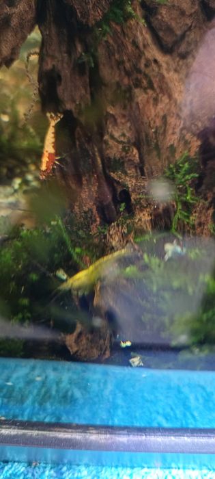 7.50€ - 10uni.  Yellow GoldBack Camarões Neocaridinas