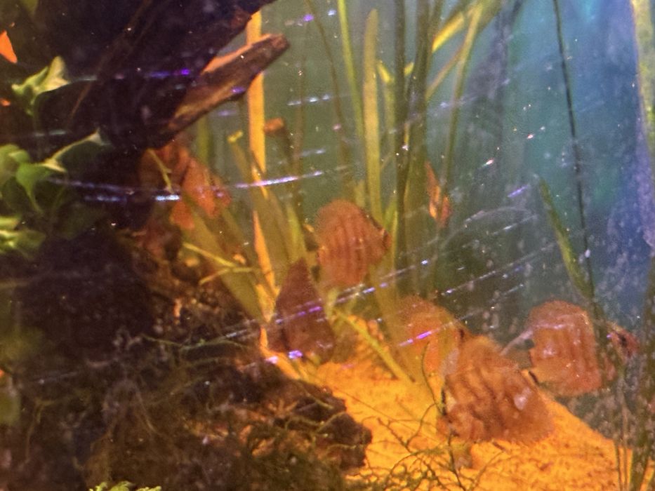 Disco Red turquesa, chekerboard , sribblet e azul turquesa cobalto