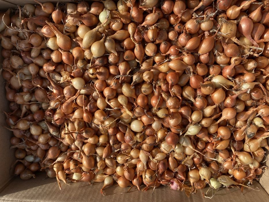 Лук-севок штутгард , ред барон , сноубол , дельфин , венгерка ОПТ