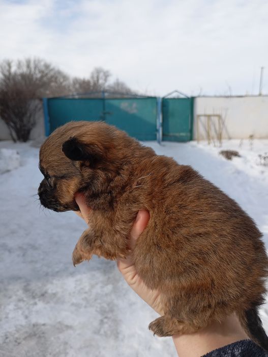 Хлопчик пікінессс