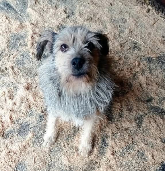 Cudny pies szuka domku.