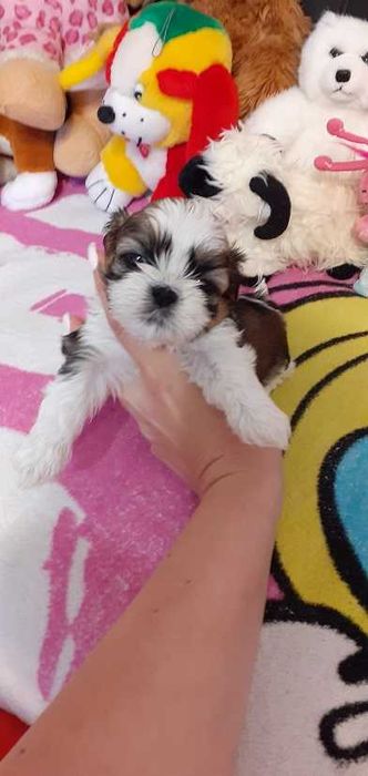 Śliczny piesek shih tzu tricolor z wielopok.rodowodem.